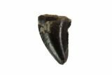 Bargain, Theropod (Raptor) Tooth - Montana #97396-2